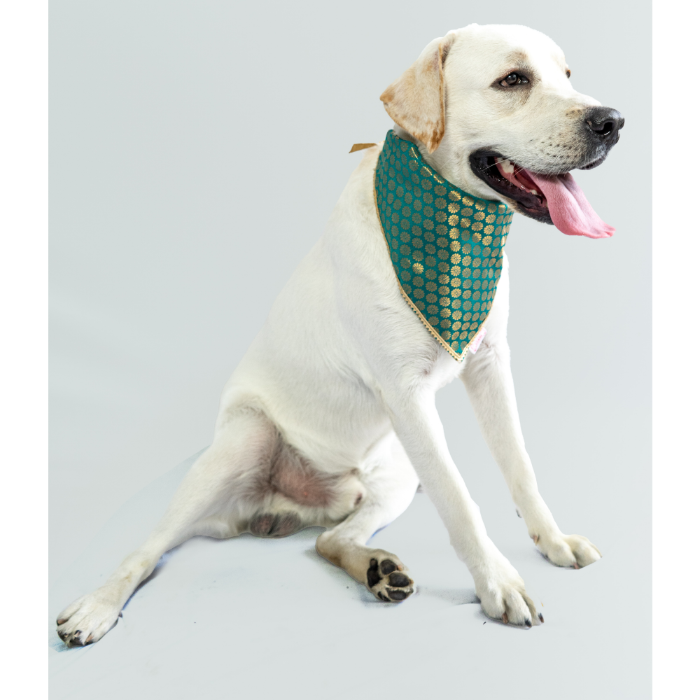 Pawgypets Occasion Wear Bandana for Dogs and Cats (Teal Blue) image 2