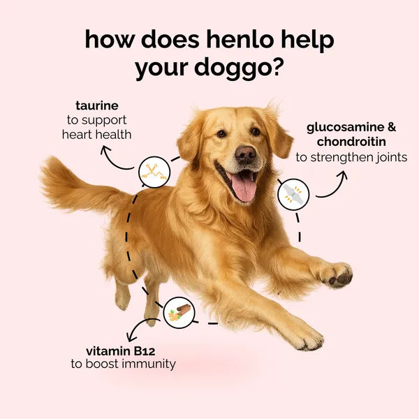 Henlo Baked Chicken Adult and Puppy Dog Dry Food | 100% Human Grade Ingredients image 6