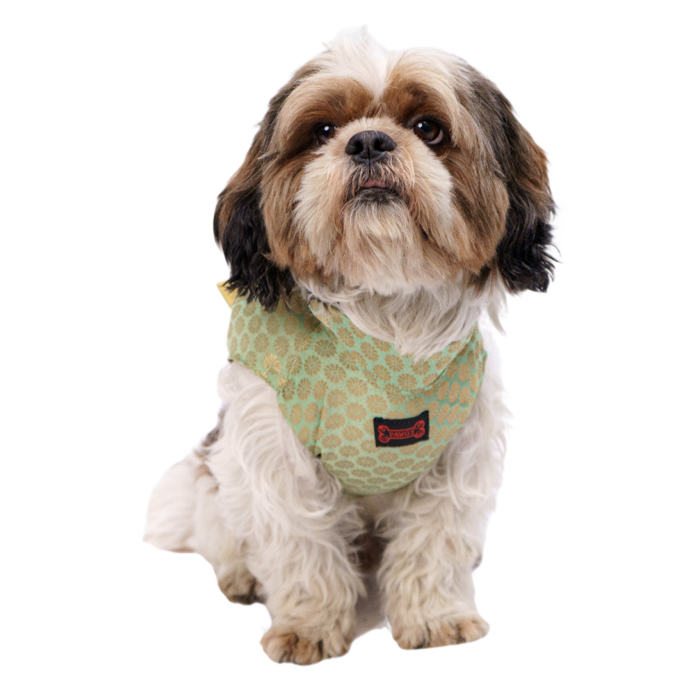 Pawgypets Sherwani for Dogs and Cats (Pista Green) image 1