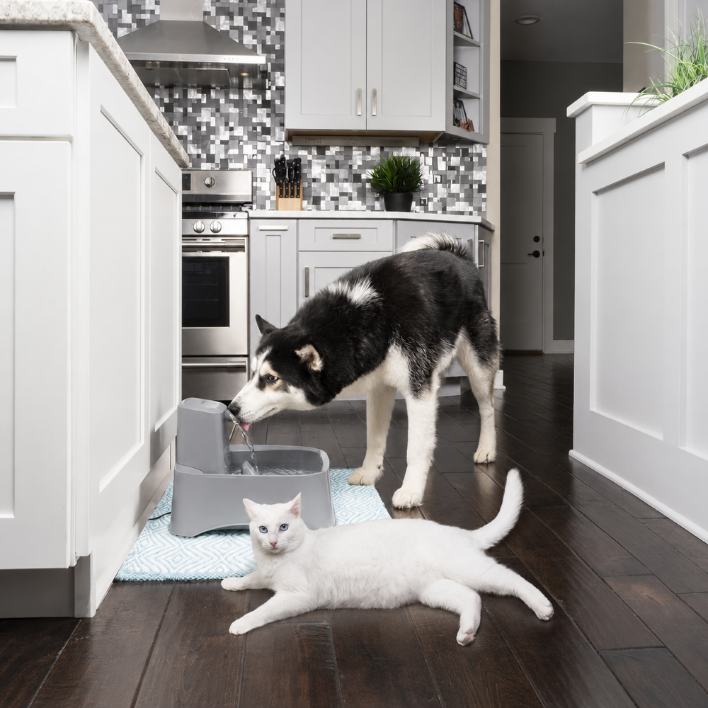 PetSafe Drinkwell Automatic Flowing Water Pet Fountain for Dogs and Cats image 2