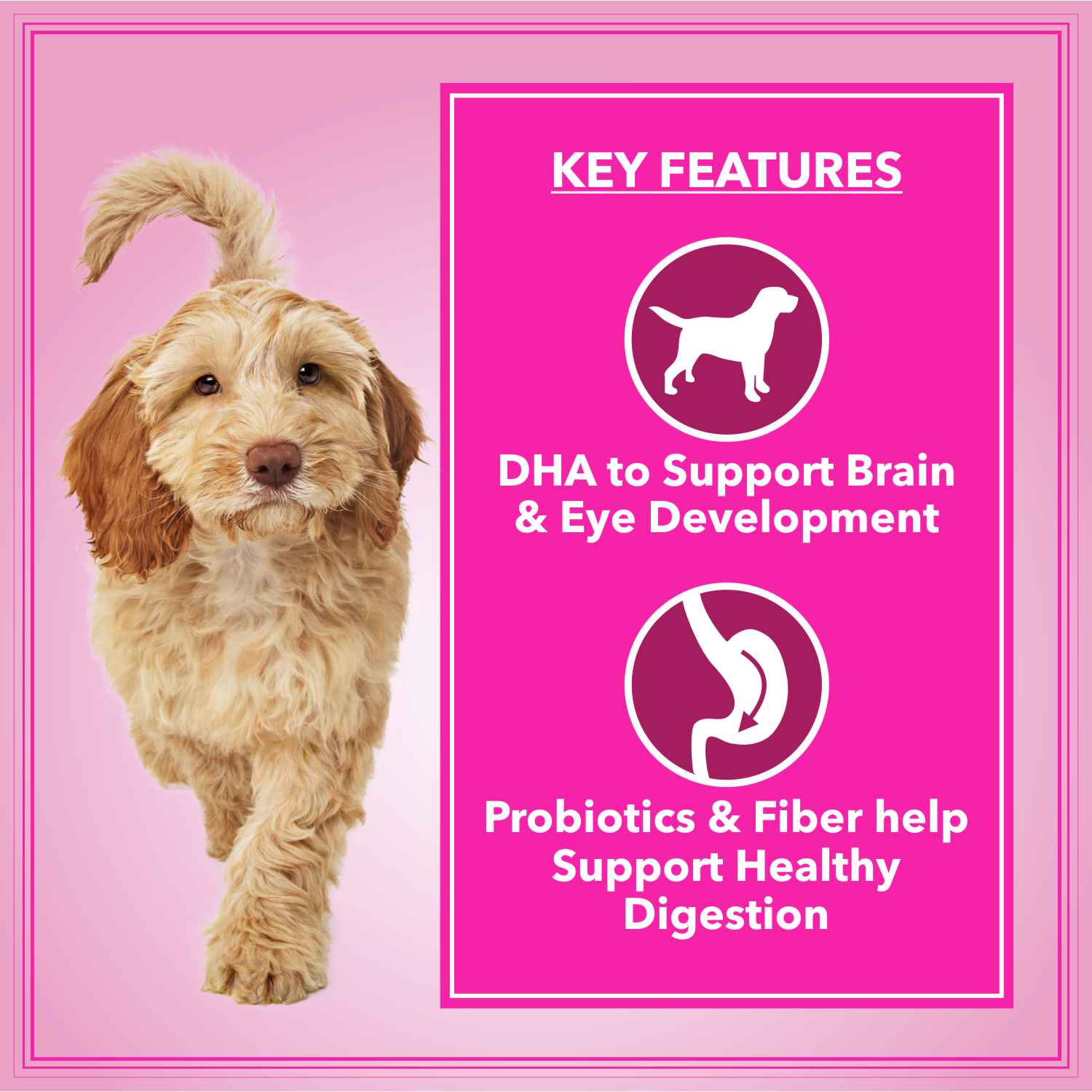 Let's Bite Active Adult Chicken Dry Food for Dogs (Limited Shelf Life) image 2
