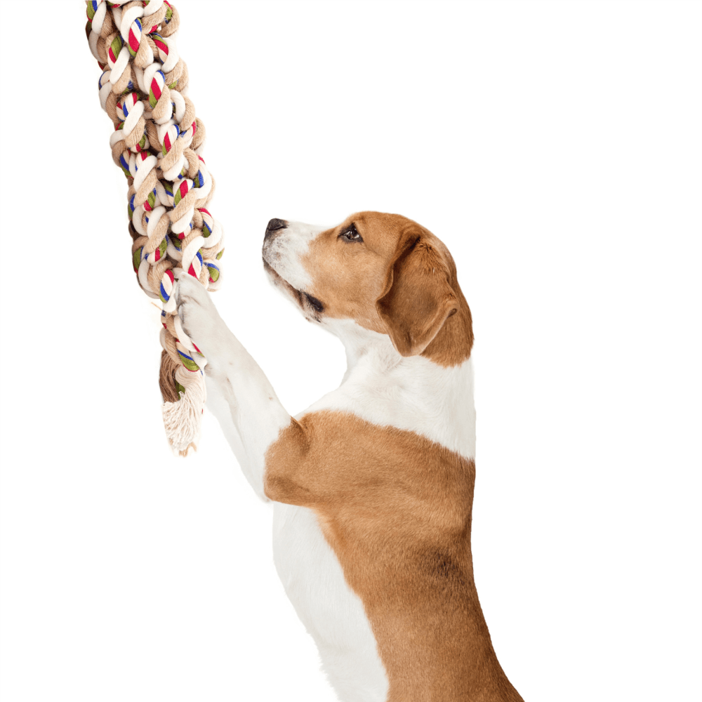 Barkbutler x Fofos Flossy Rope Toy Braided for Dogs image 5