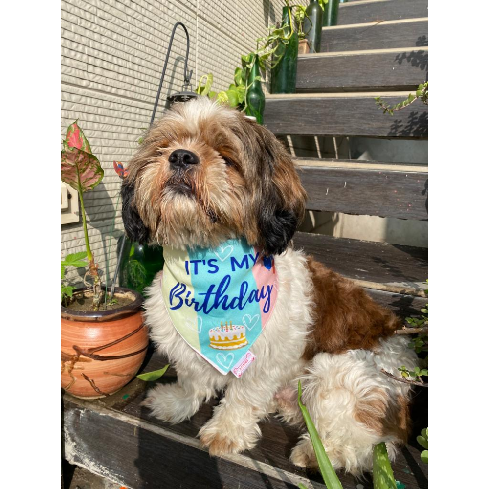 Pawgypets It’s My Birthday Bandana for Dogs and Cats image 3