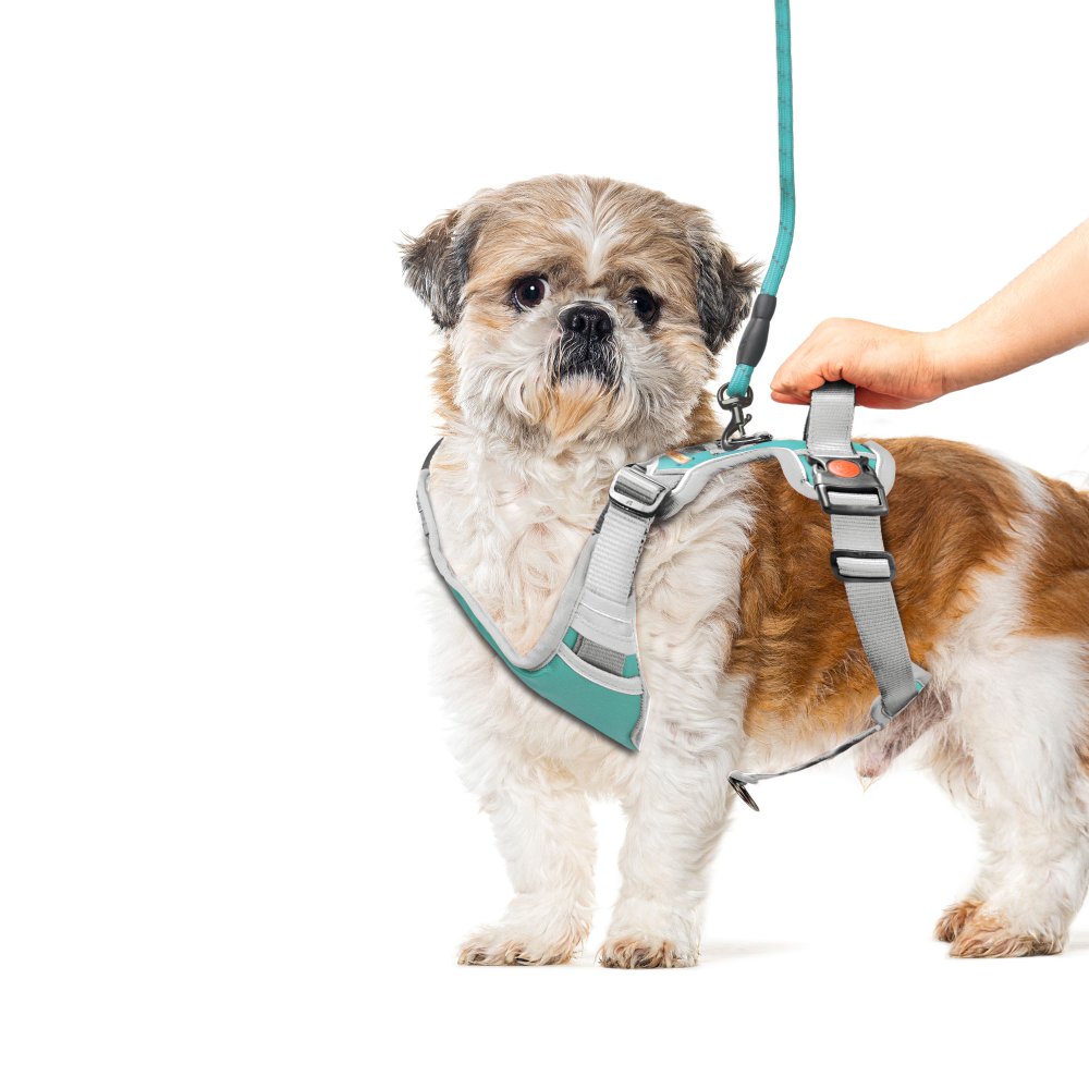 Kibbo Reflective Vest Harness with Dual Lock Buckle for Dogs (Sea Green) image 2