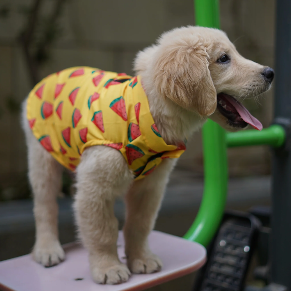 Pawgypets Watermelon sugar sando for Dogs (Yellow) image 2