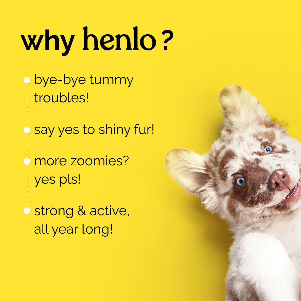Henlo Chicken & Vegetable Baked Dry Food for Adult Dogs | 100% human grade ingredients image 3