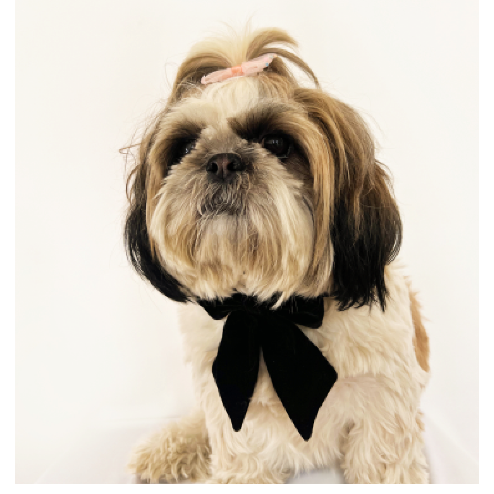 Pawgypets Pigtail Bowtie for Dogs and Cats image 2