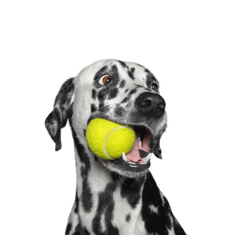 Goofy Tails Sport Tennis Ball Toy for Dogs (Green) image 3