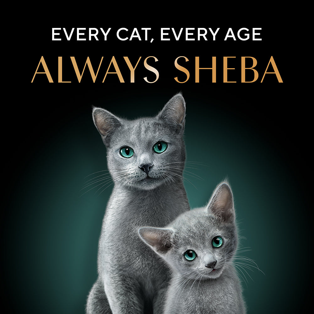 Sheba Tuna Fillet & Whole Prawns in Gravy Premium Cat Wet Food image 8