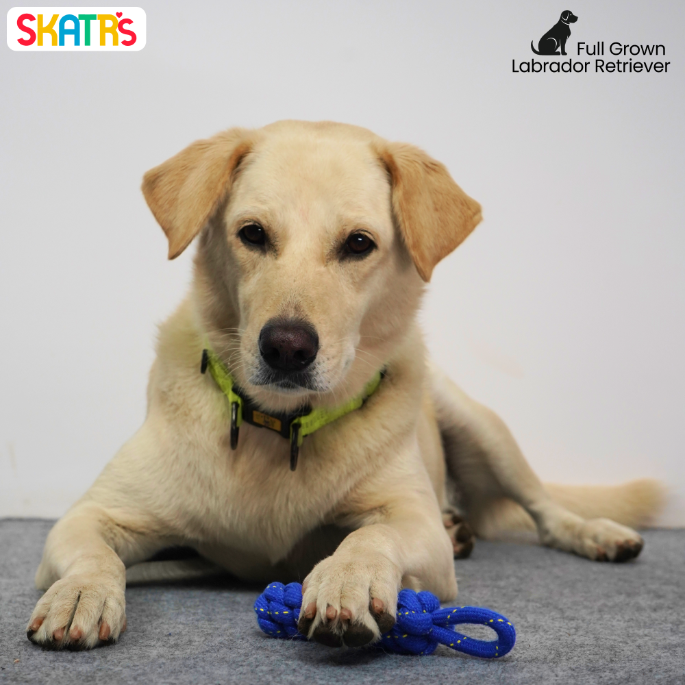 Skatrs Dummy Knotted Rope Chew Toy for Dogs and Cats (Blue) image 4
