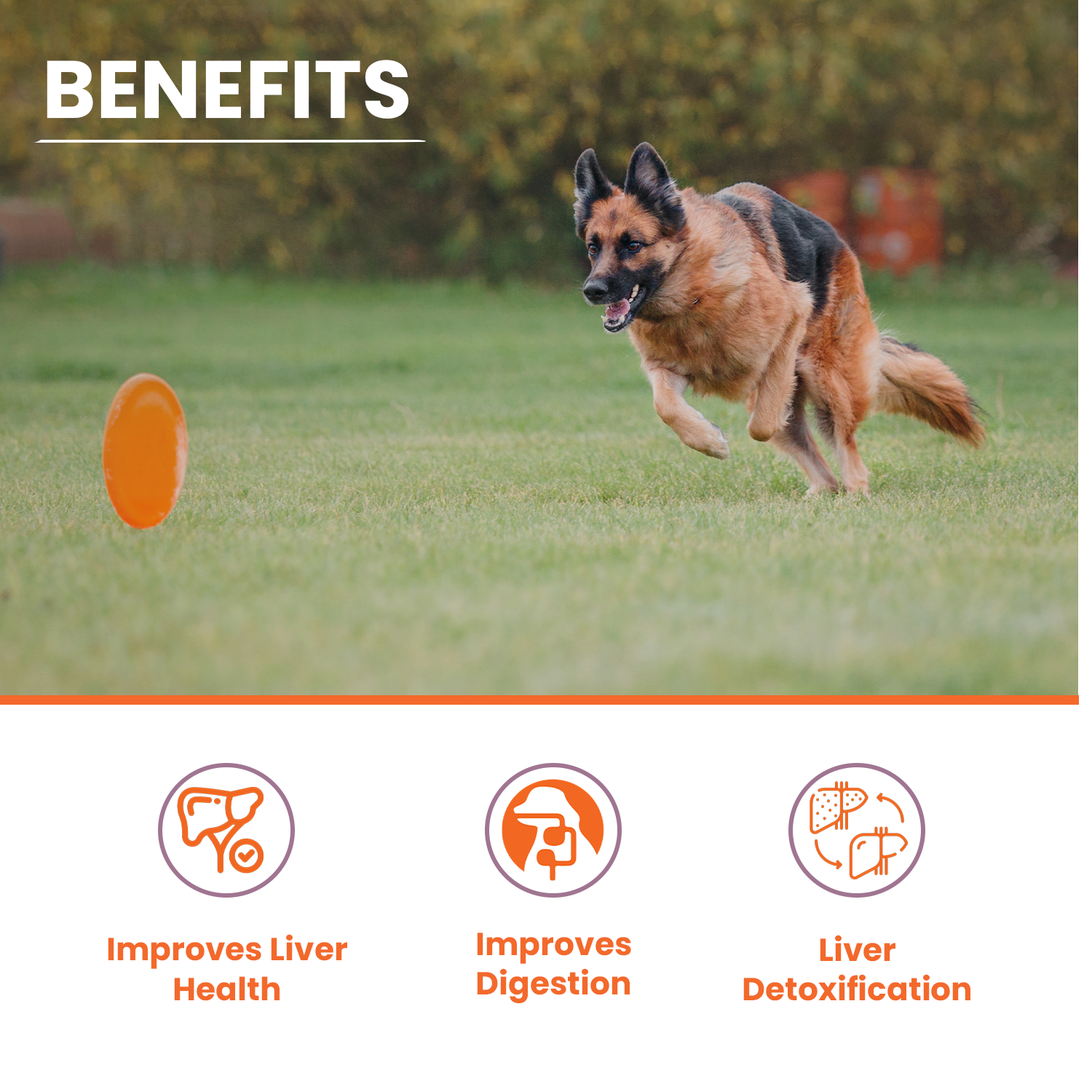 Lickicious Chicken Flavour Liver Care Syrup for Liver Support & Liver Detox for Dogs & Cats image 2