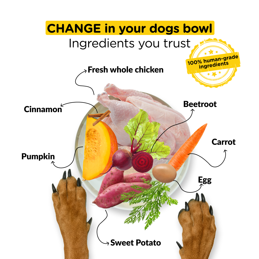 Henlo Chicken & Vegetable Baked Dry Food for Adult Dogs and JerHigh Vegetable and Chicken in Gravy Dog Wet Food Combo image 5