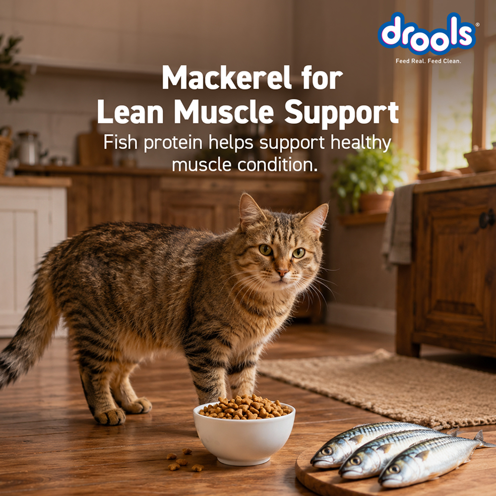 Drools Mackerel Adult Cat Dry Food image 10