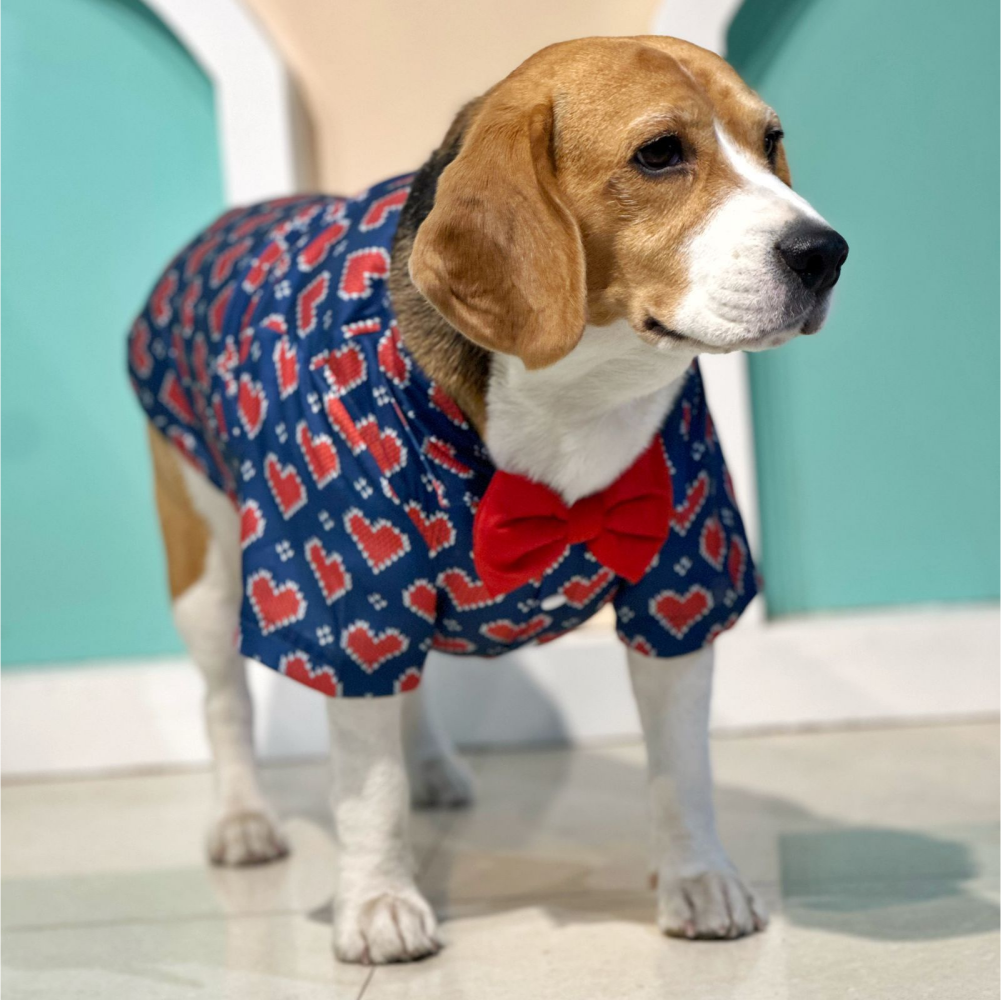 Dogobow Hearty Shirt for Dogs and Cats (Blue) (Get a Bow Free) image 3