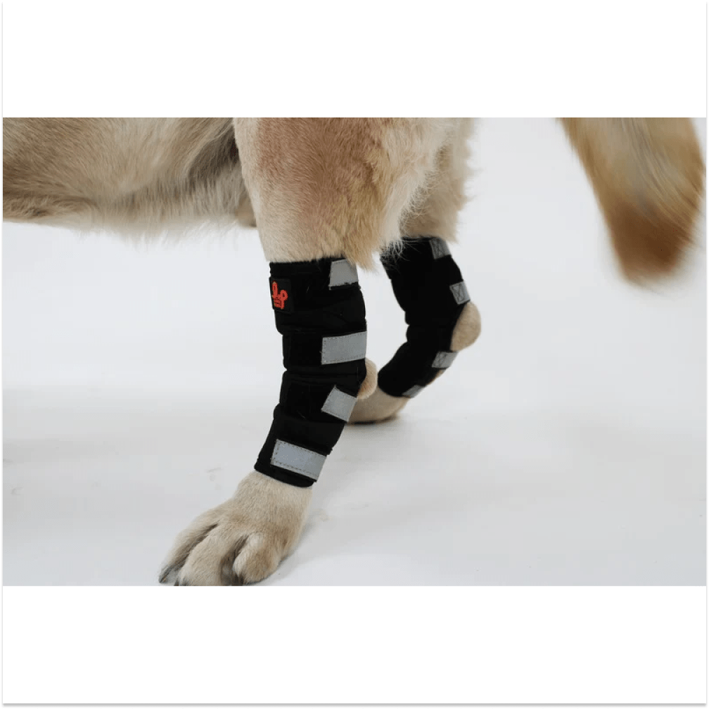 Lana Paws Back Leg Compression Braces for Hock Joint Ankle Support & Mobility for Dogs and Cats (Black) image 4