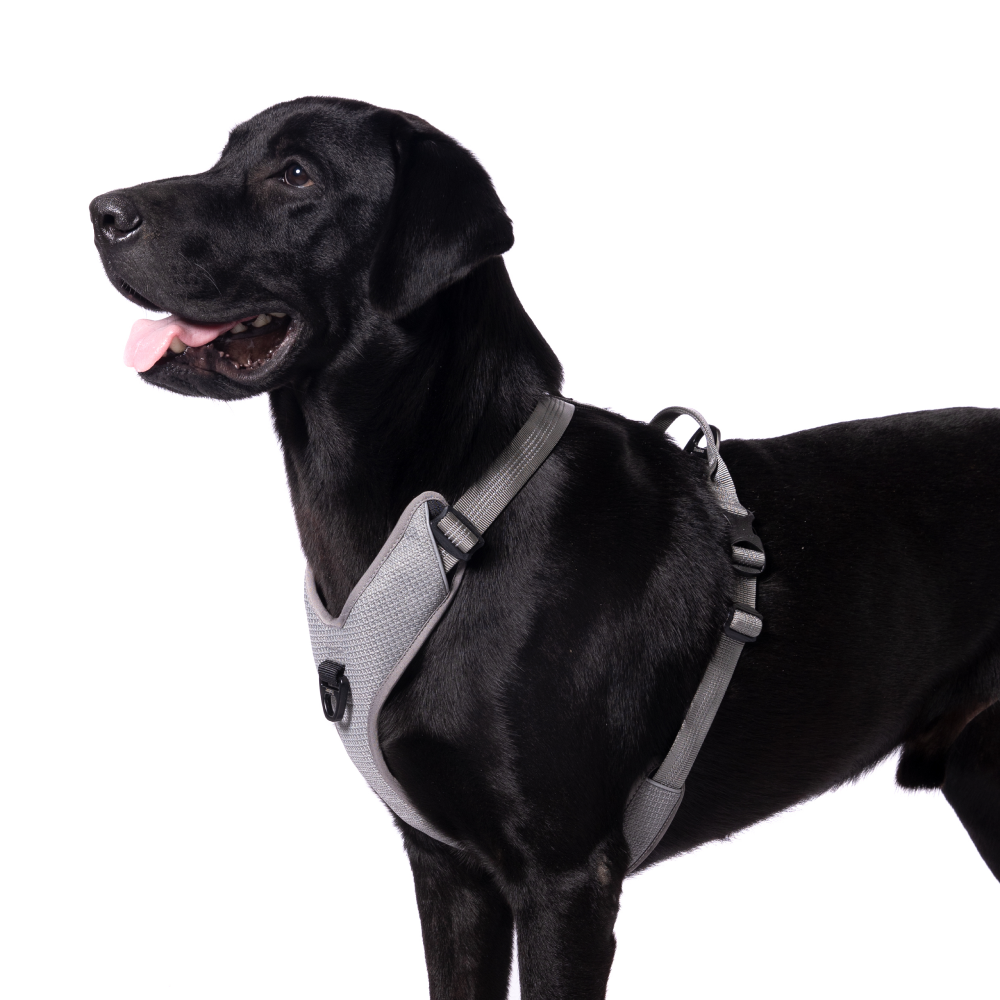 Truelove Harness with Reflective Fabric for Dogs (Gray) image 2