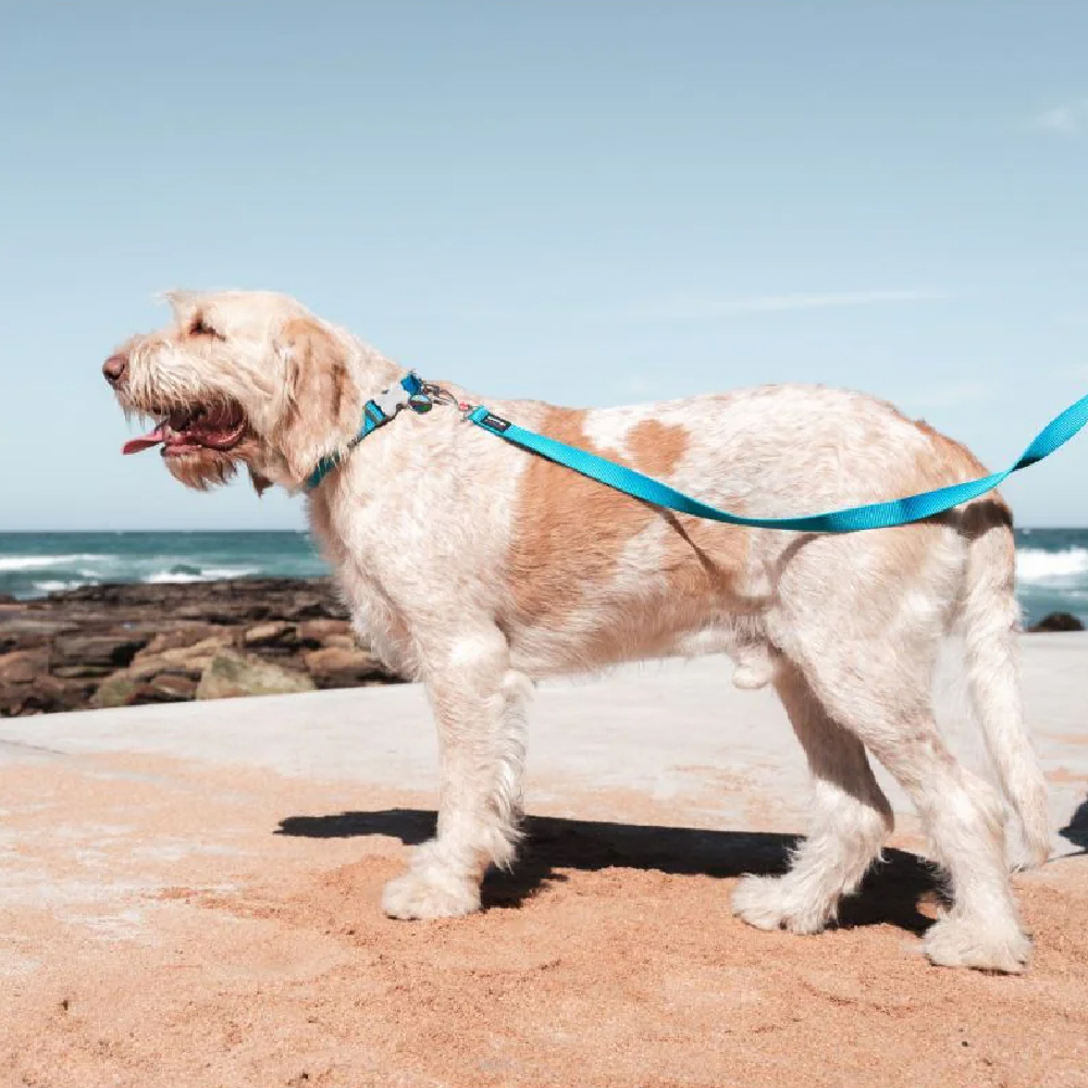 Red Dingo Classic Leash For Dogs (Turquoise) image 3