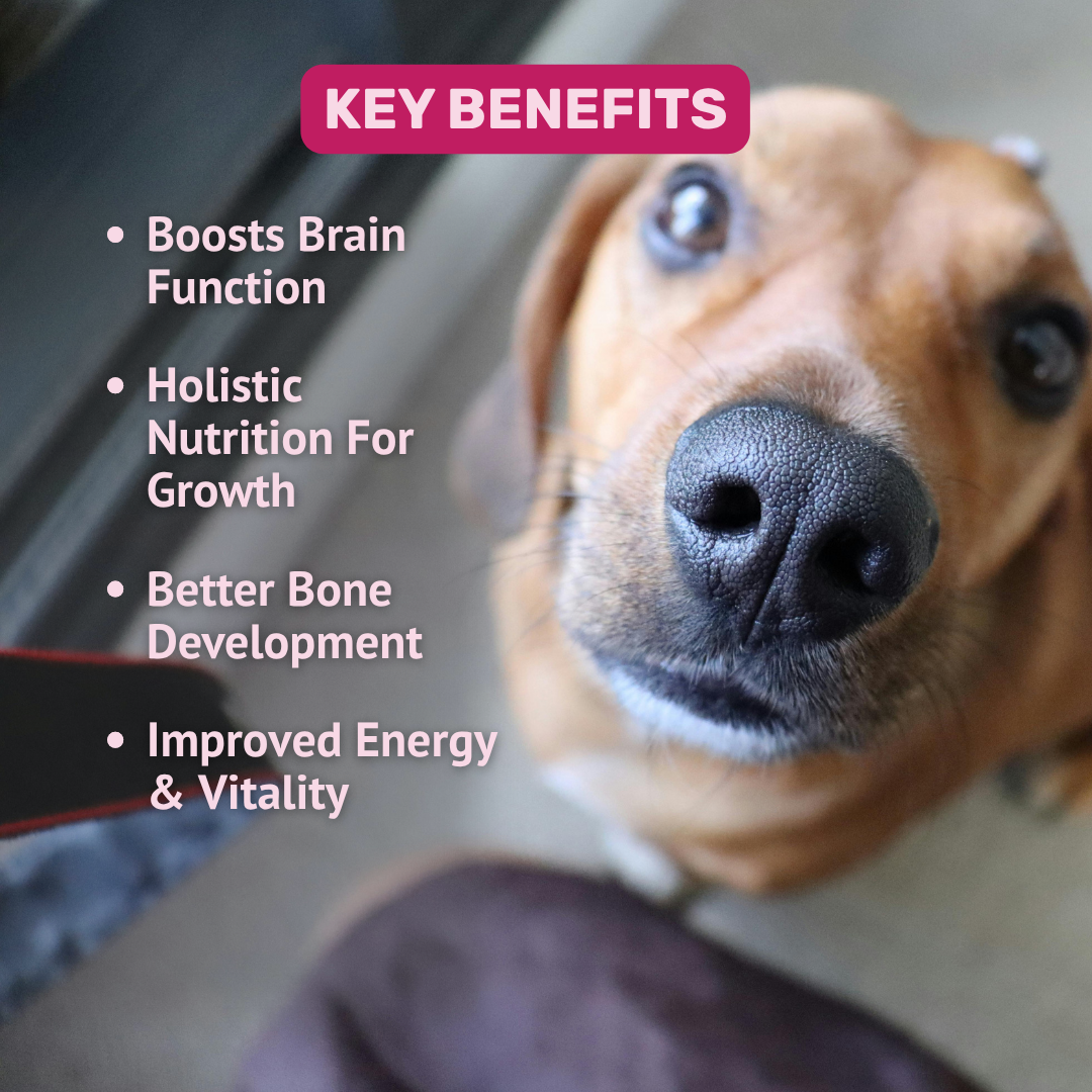 Absolut Pet 12 in 1 Multivitamins Bone & Muscle Chews Dogs Treat image 3