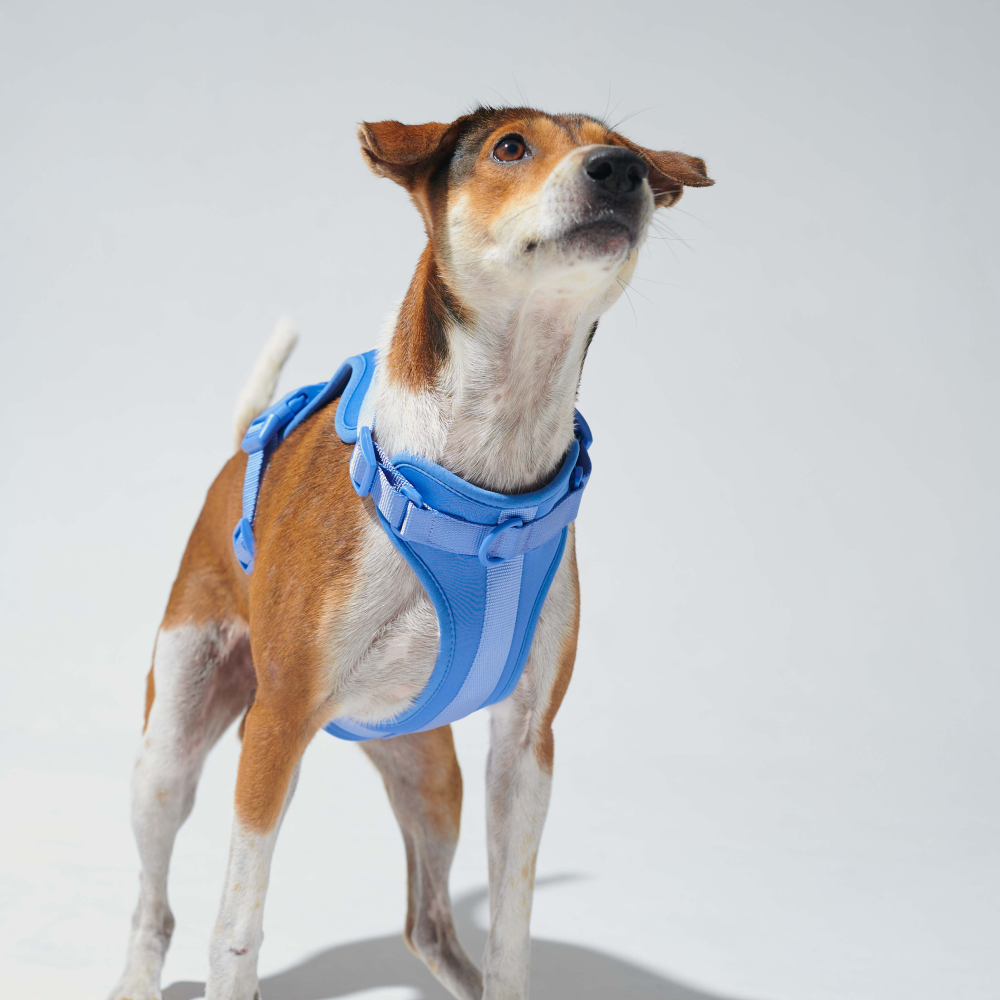 Furry & Co Bold Harness for Dogs (Everest Blue) image 7