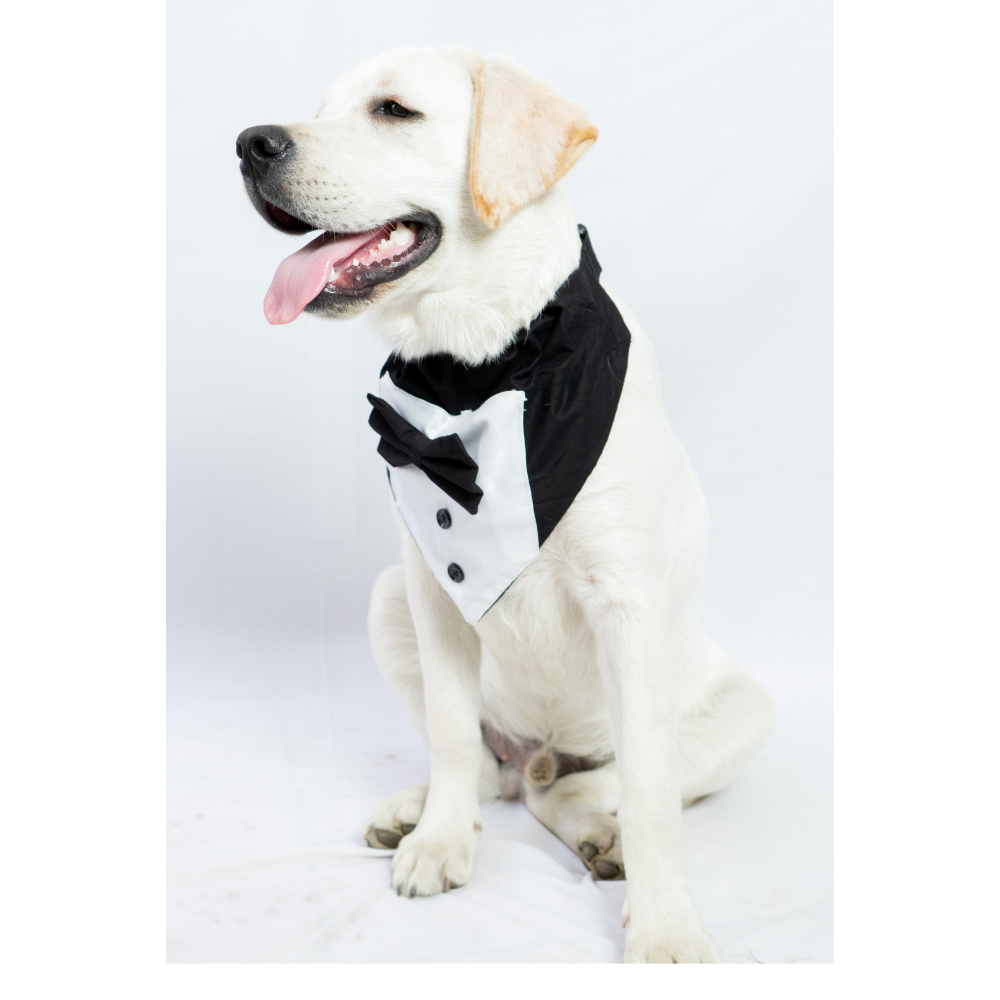 Pawgypets Tuxedo Bandana for Dogs and Cats (Black) image 4