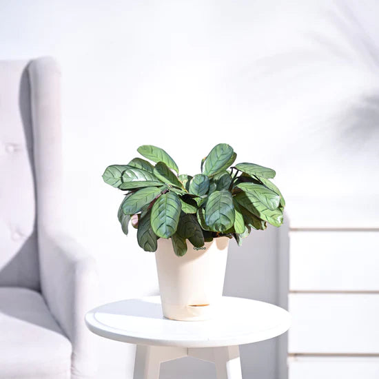 Ugaoo Calathea Prayer Indoor Live Pet Safe Plant with Pot image 6