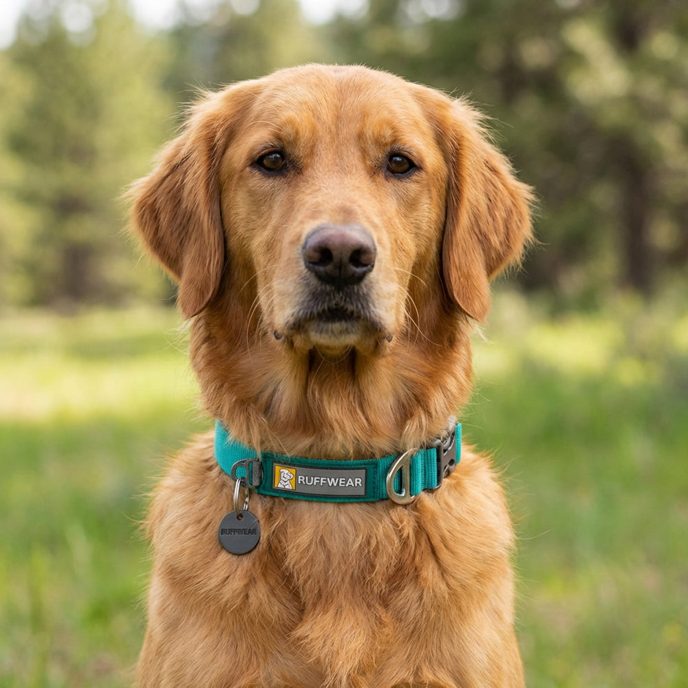 Ruffwear Front Range Collar for Dogs (Aurora Teal) image 4