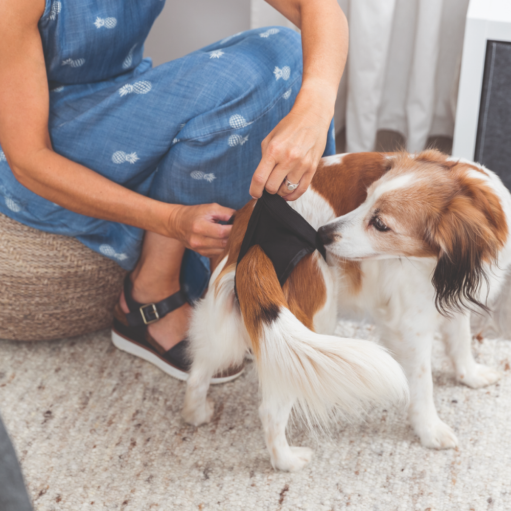 Trixie Washable Protective Pants for Dogs image 6
