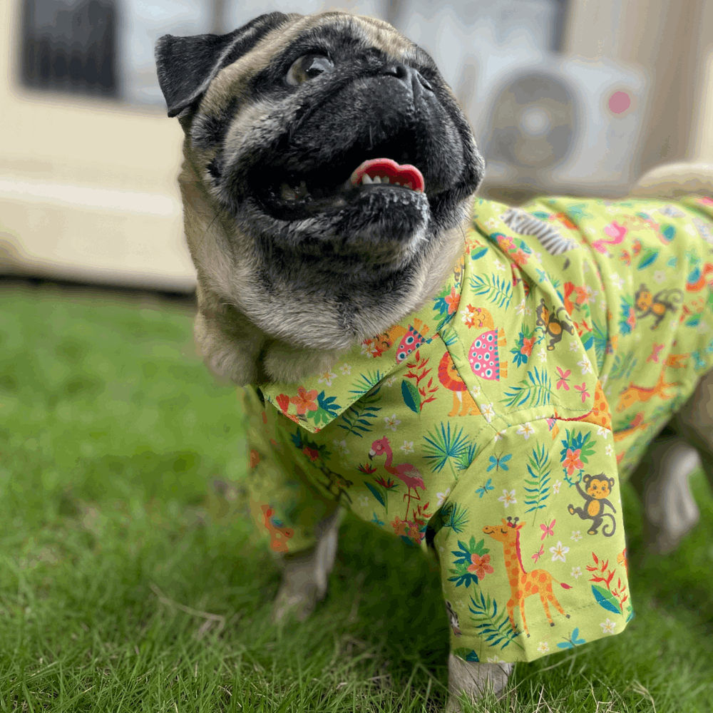 15buttons Madagascar Shirt for Dogs image 5