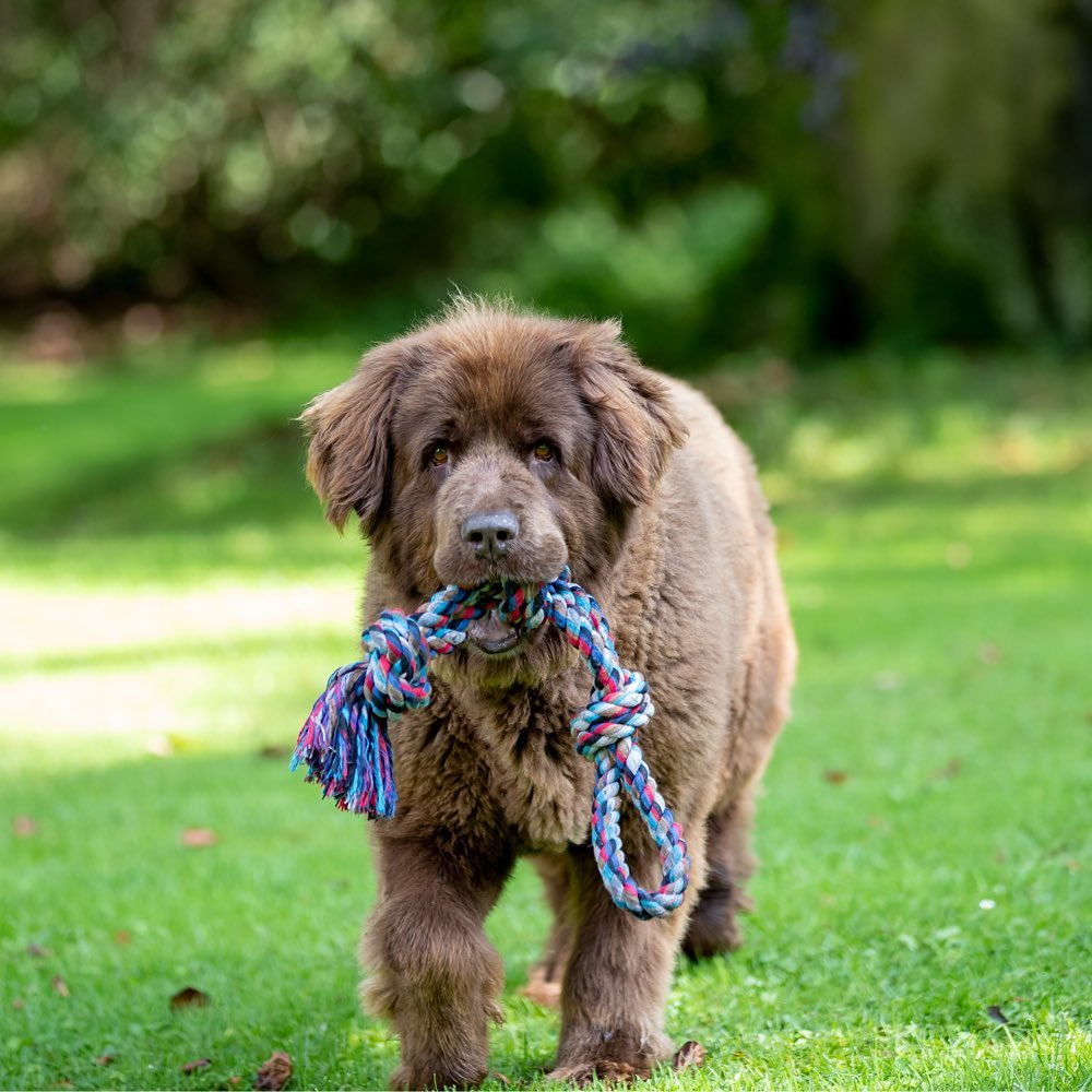 Trixie Playing Rope with Knots Toy for Dogs (Blue) image 6