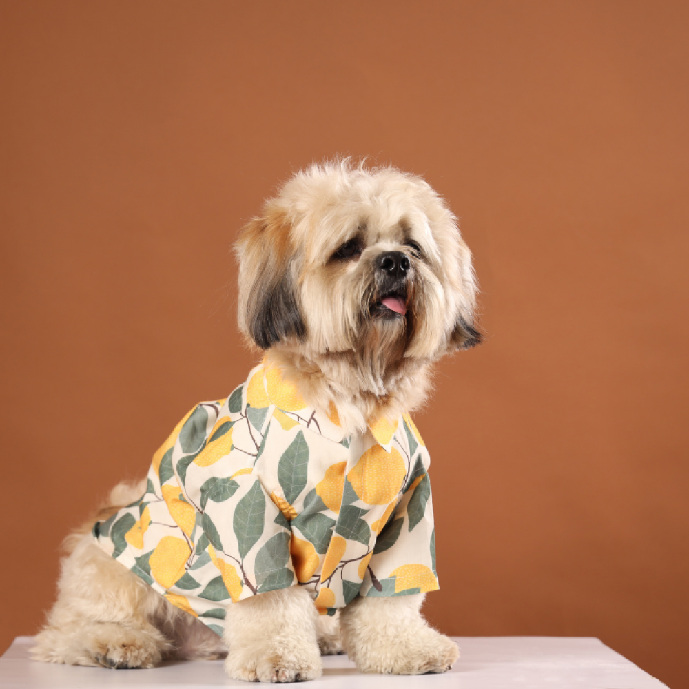 15buttons Limon Shirt for Dogs image 5