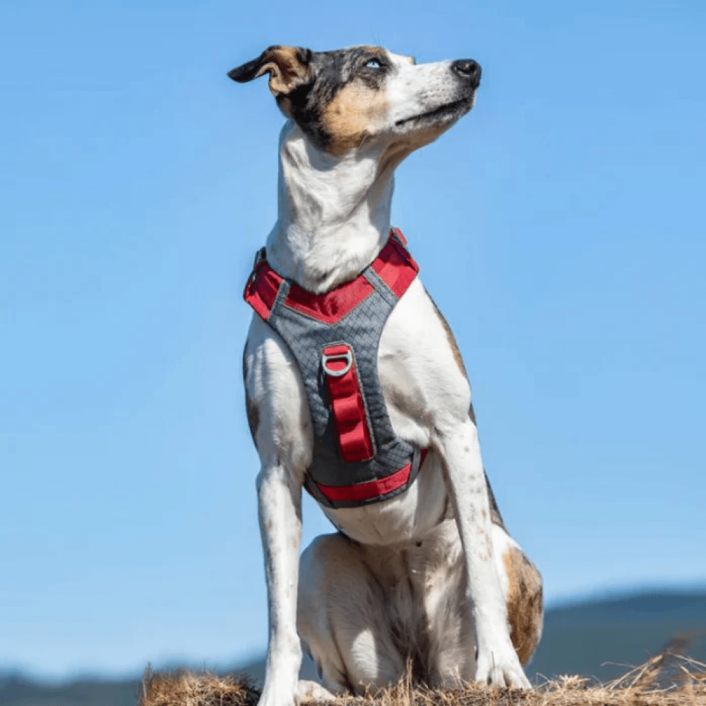 Kurgo Journey Air Harness for Dogs (Barn Red) image 8