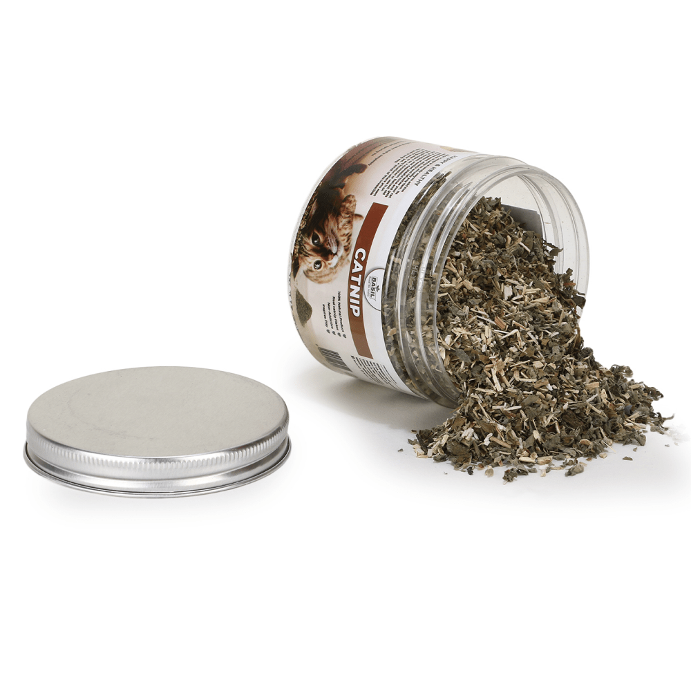 Basil Catnip in a Jar for Cats image 2