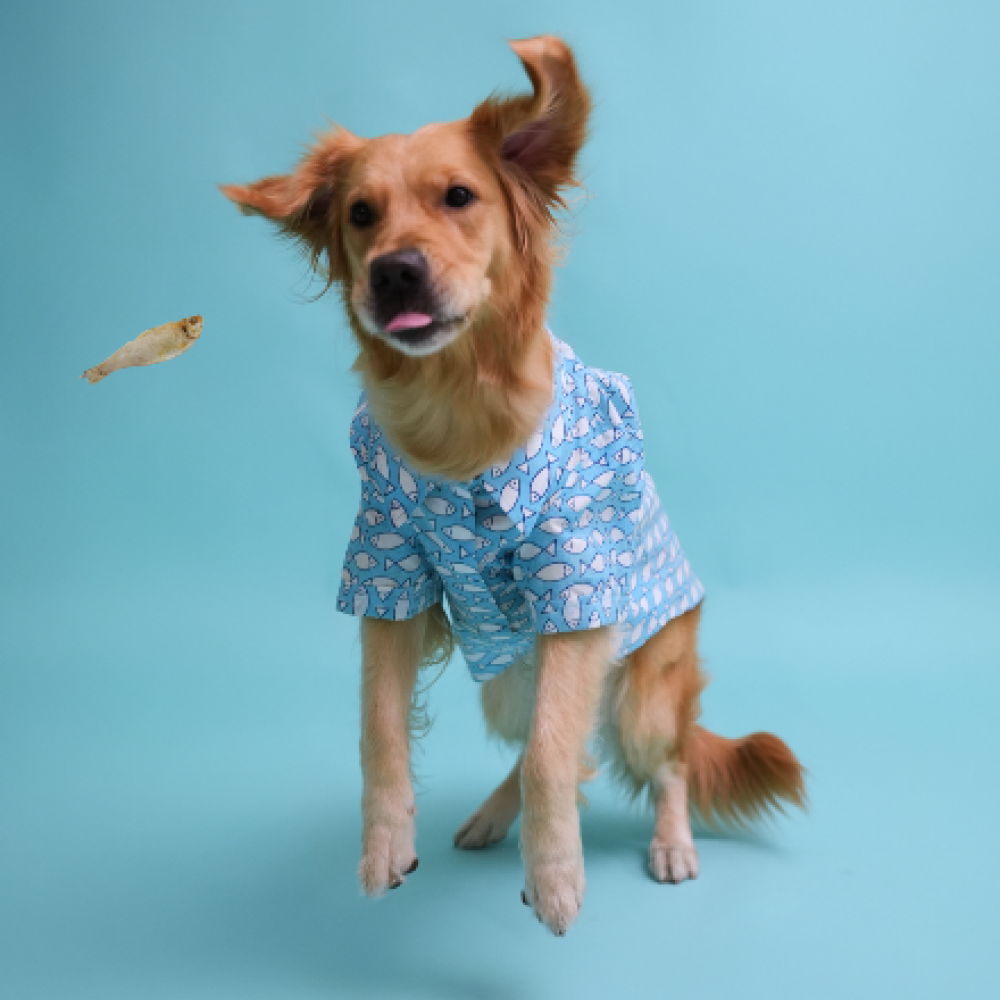 Floof & Co Fish Print Cotton Shirt for Dogs (Blue) image 3