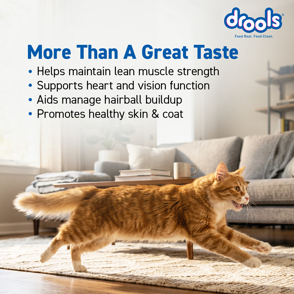 Drools Mackerel Adult Cat Dry Food image 5