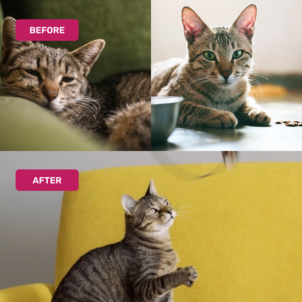 Absolut Pet Multivitamin Mousse Cat Supplements image 6