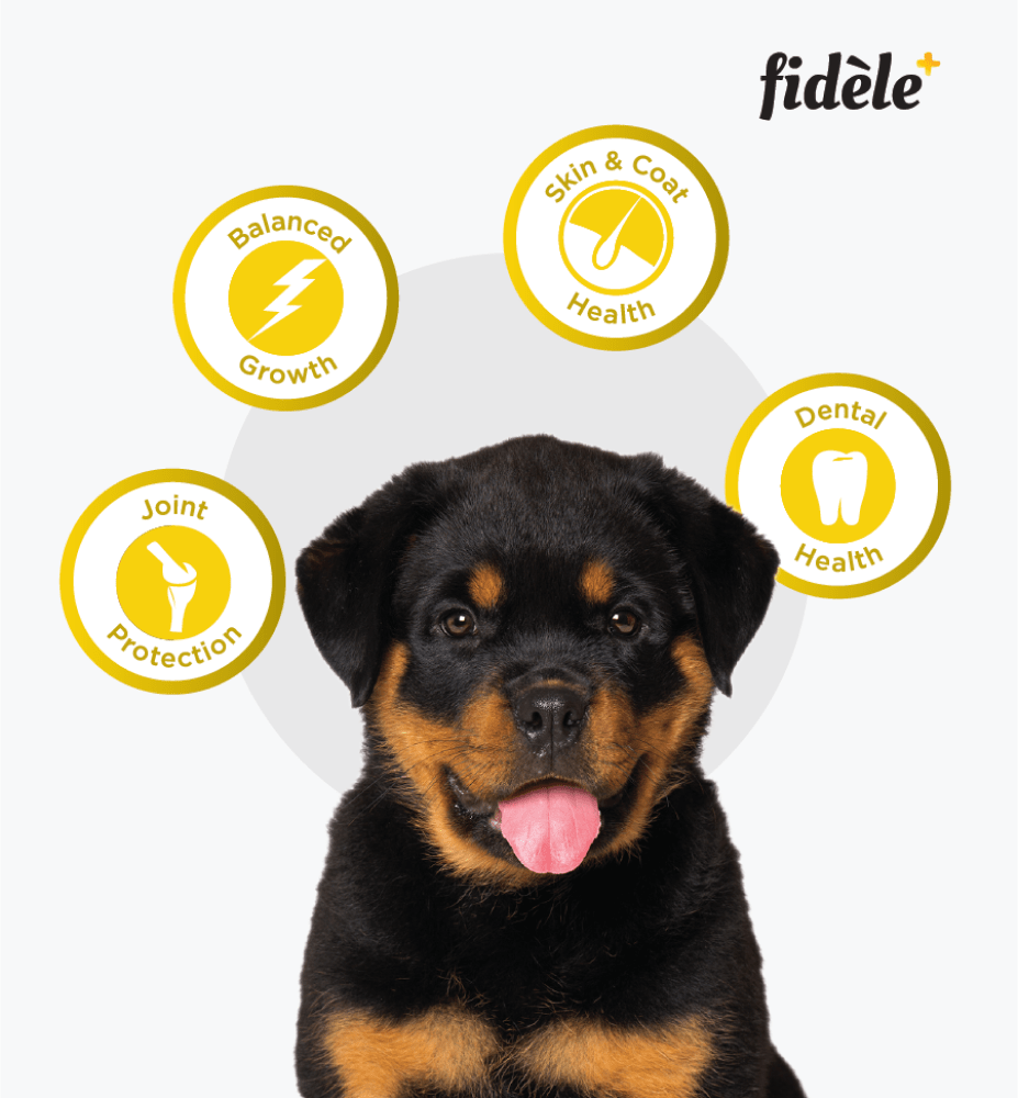 Fidele Plus Large Puppy Dry Food image 4