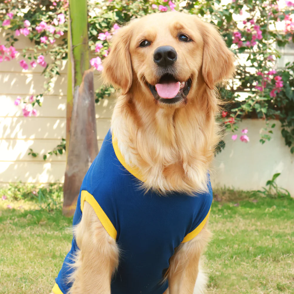 Pet Set Go Play Hard Nap Harder T Shirt for Dogs (Blue) image 4