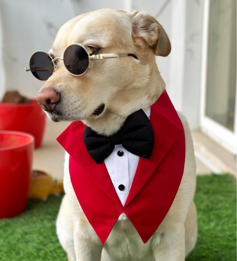 Dogobow Velvet Tuxedo Vest Bandana for Dogs (Red) (Get a Bow Free) image 1