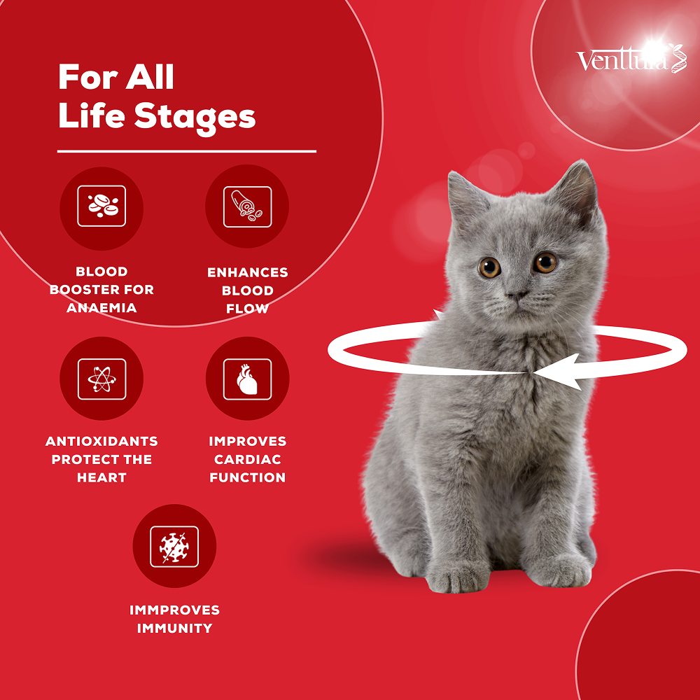 Venttura Ferro Blood Booster & Immunity Supplement for Cats image 3
