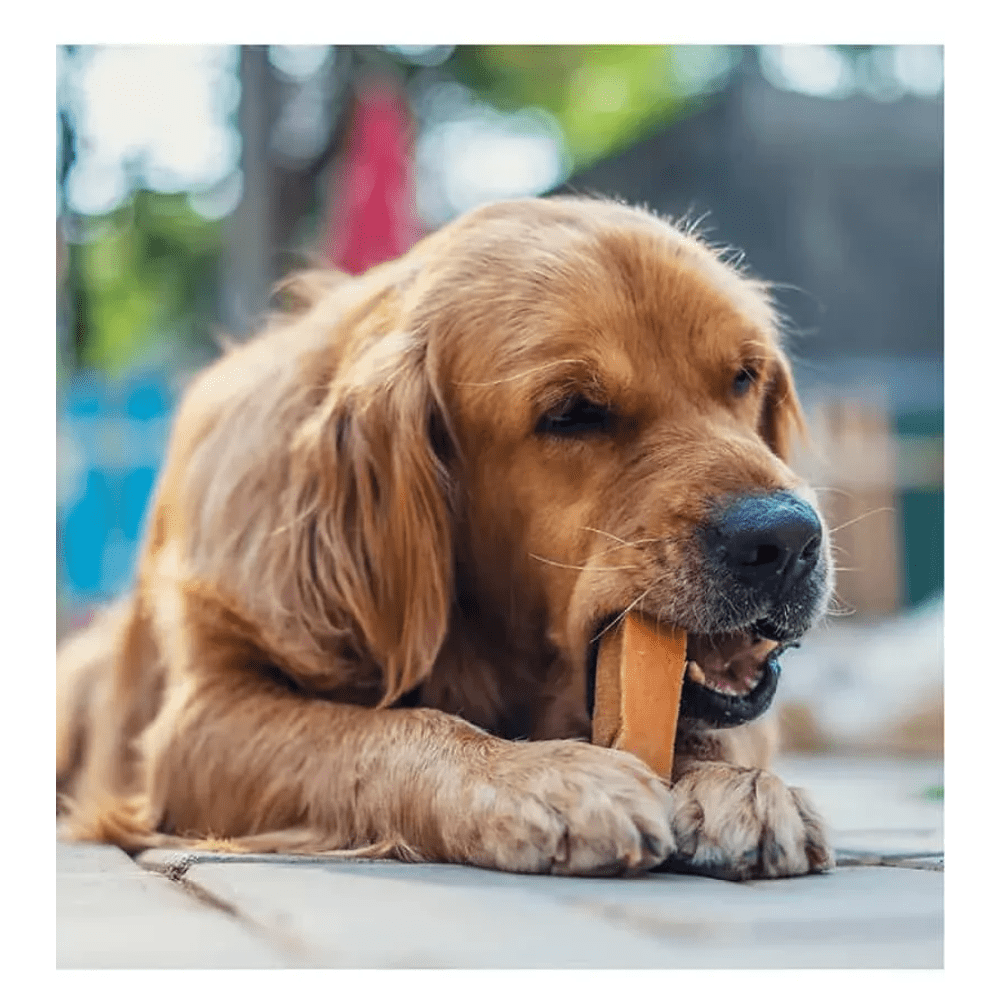 Dogsee Chew Turmeric Chew Bars Large Breed Dog Treats image 4