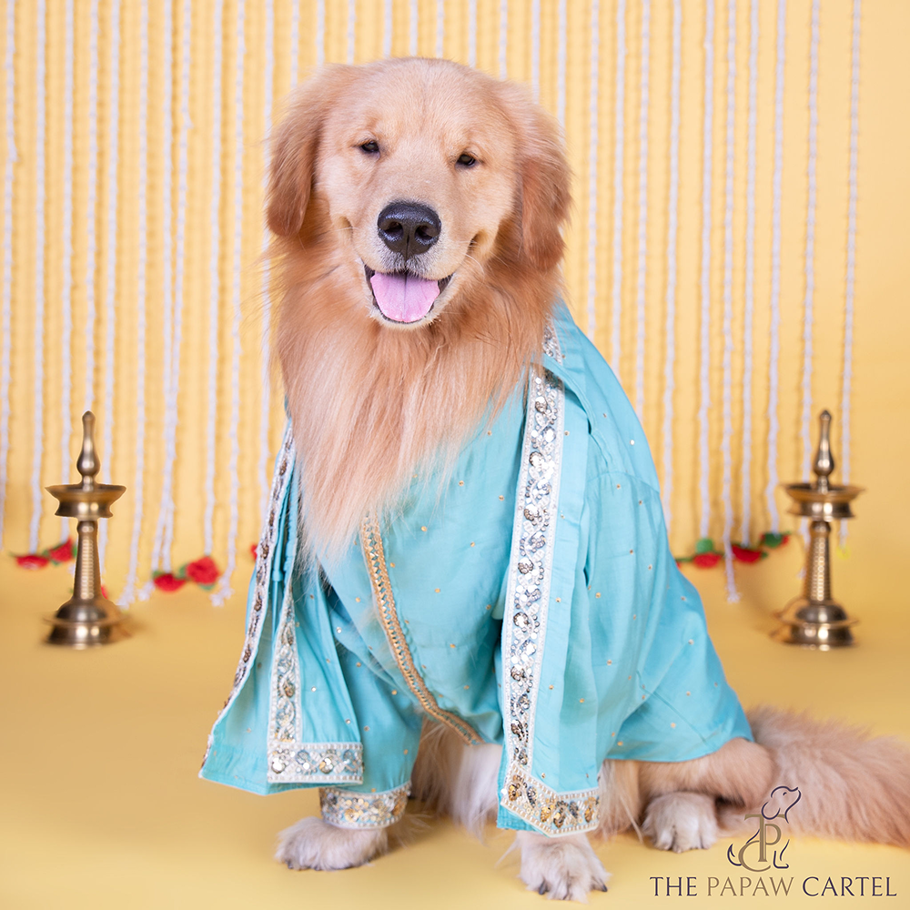 The Papaw Cartel Stylish Zardos Sherwani with Dupatta for Dogs & Cats (Blue)