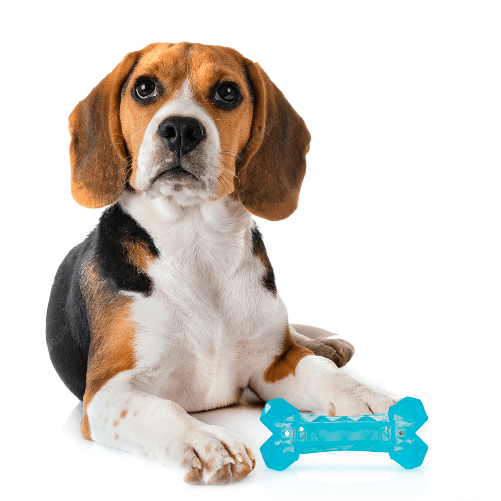 Barkbutler x Fofos Cooling Bone Freezable Chew Toy for Dogs (Blue) image 9