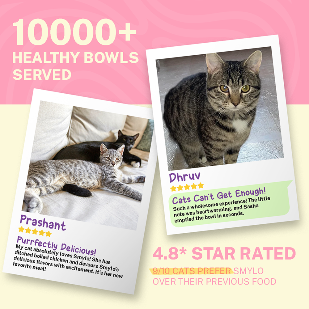 Smylo Adult Mackerel Kanikama & Cranberry, Fresh & No-Preservative Wet Cat Food image 6