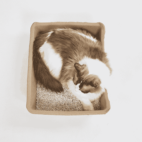 Barkbutler x Fofos Disposable Litter Box for Cats (Beige) image 4