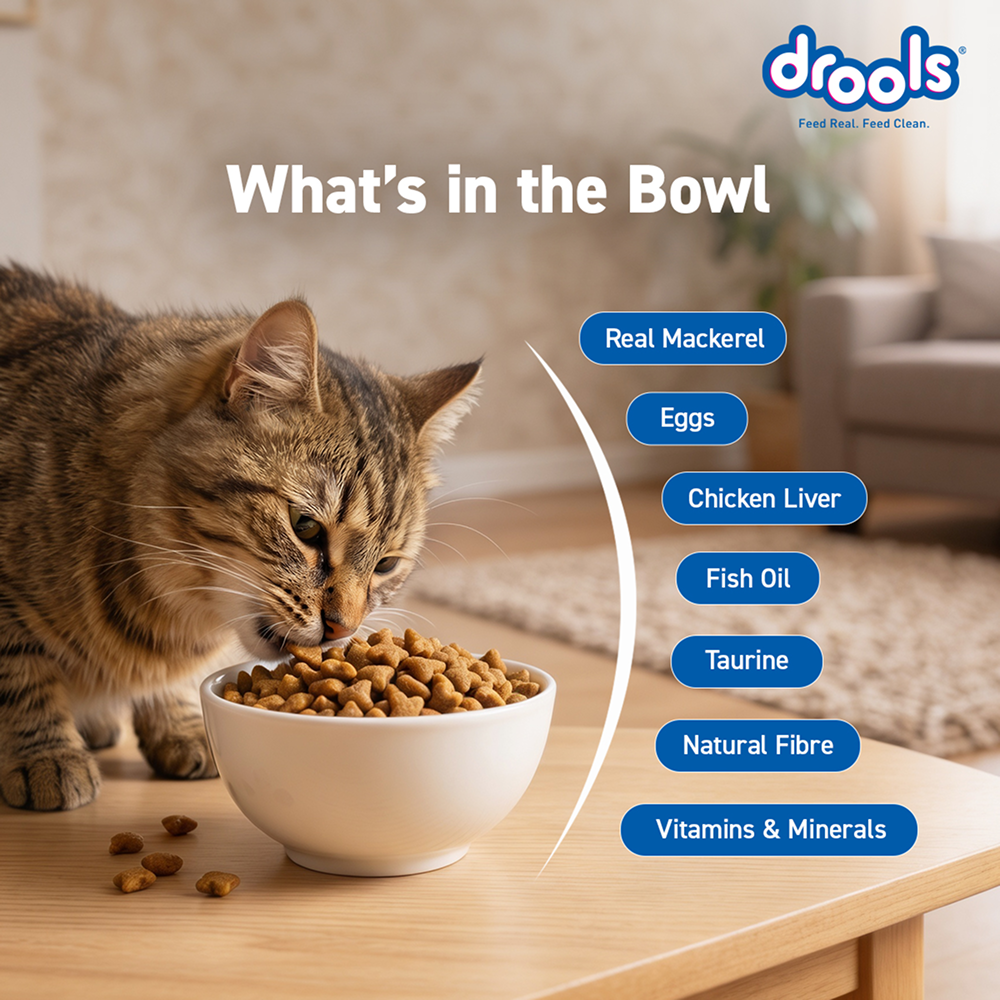 Drools Mackerel Adult Cat Dry Food image 7