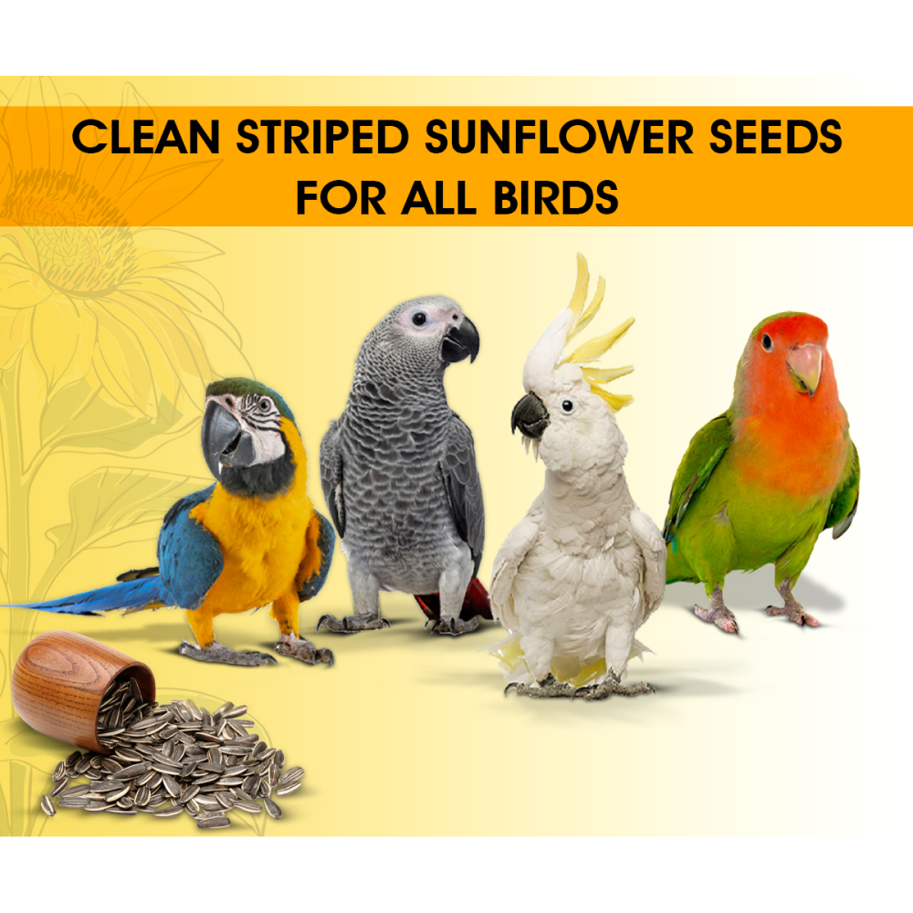 Boltz Striped Sunflower Seeds Bird Food image 6