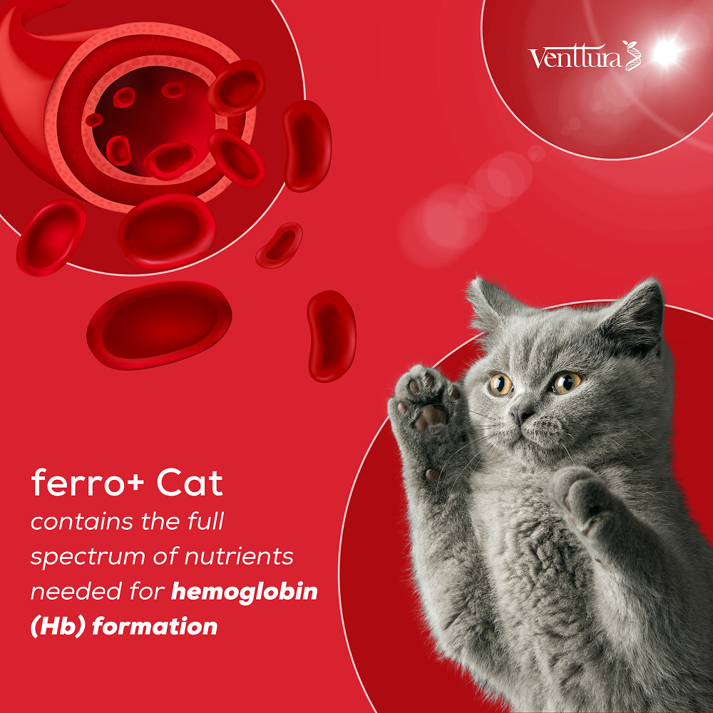 Venttura Ferro Blood Booster & Immunity Supplement for Cats image 7