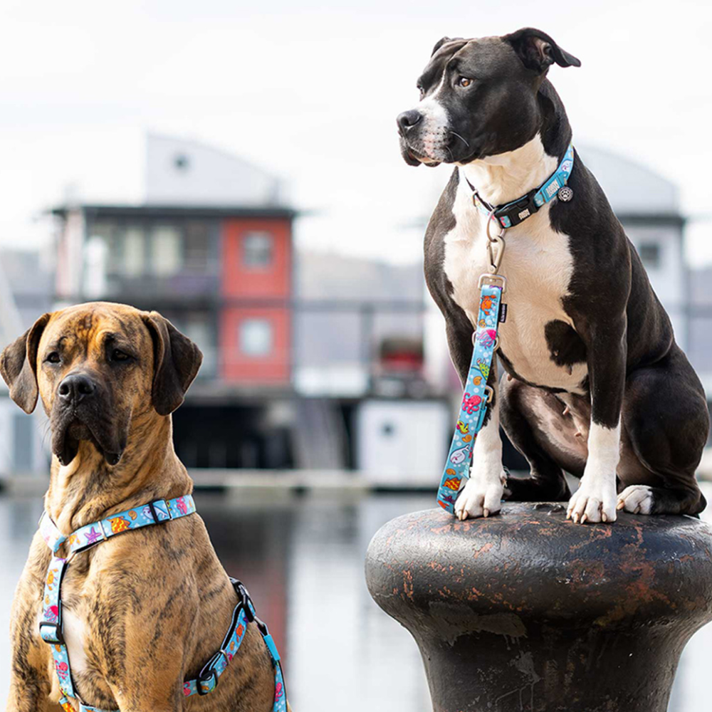 Max & Molly Blue Ocean Harness for Dogs (Blue) image 5