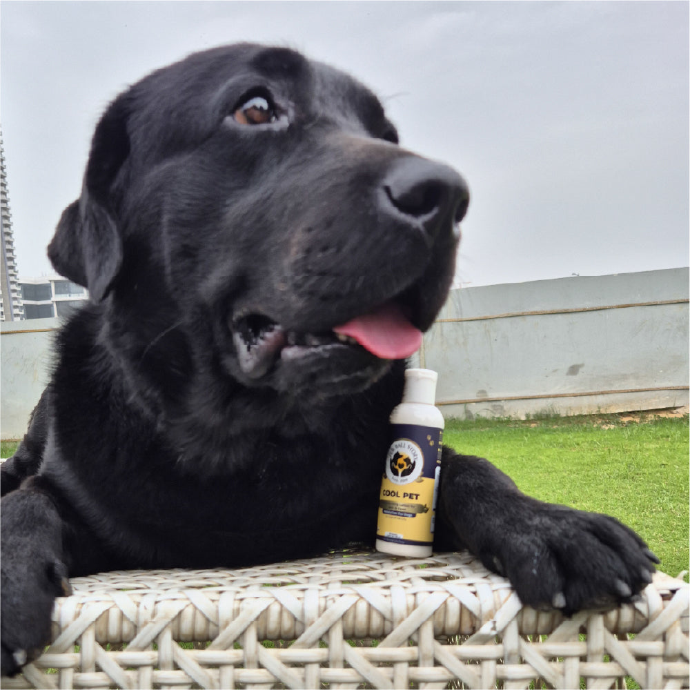 FurBall Story Cool Pet Sunscreen and Moisturizer for Dogs and Cats image 8