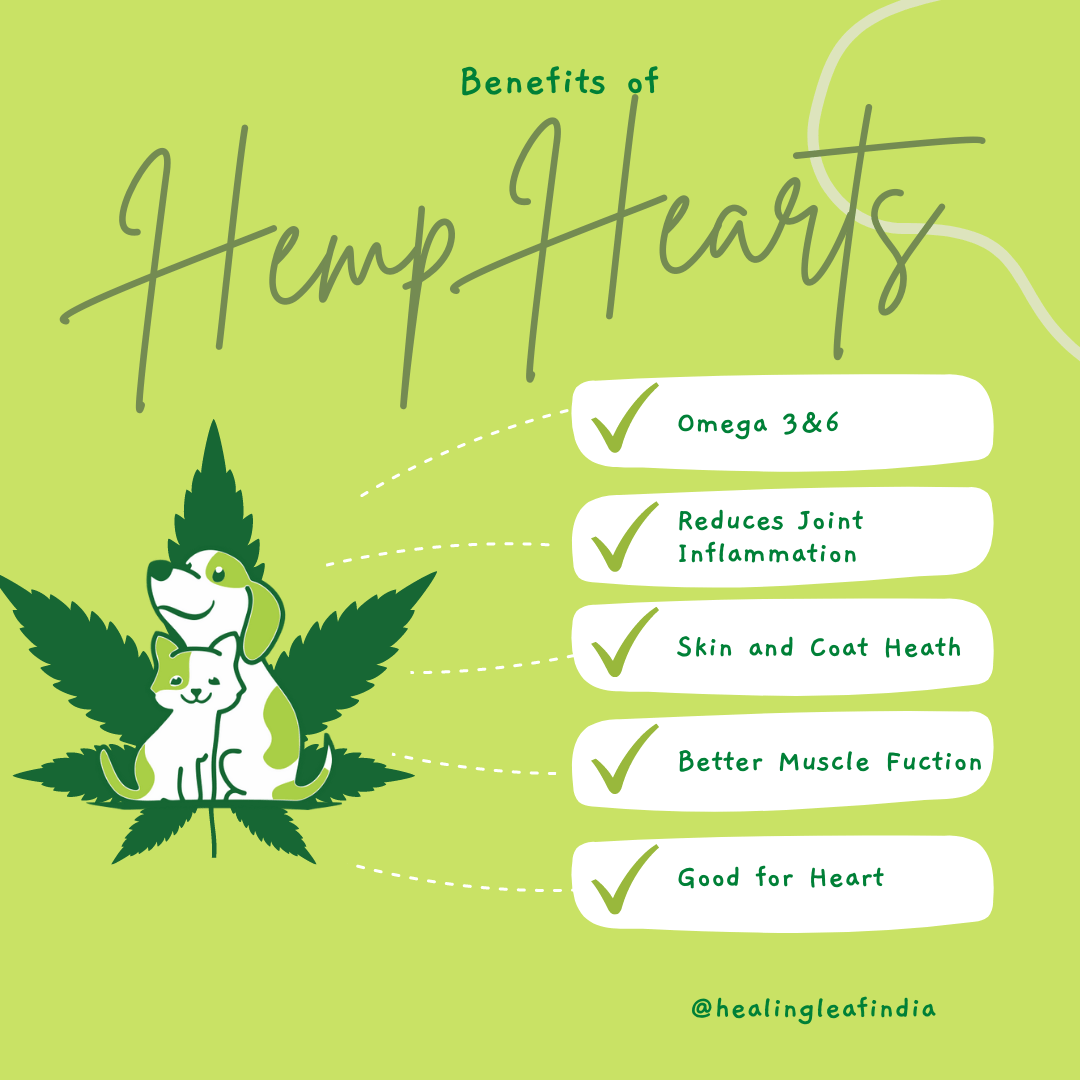 Healing Leaf Hemp Hearts for Pets and Fresh For Paws Go Go Cottage Cheese Dog Wet Food Combo image 5